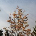 RSEIMG_8571-01 