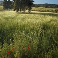 SOMMER Sommer im Burgenland