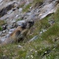 Murmel1 