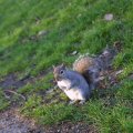 IMG_5769 Extrem zutrauliche Eichhrnchen im Hyde Park