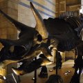 IMG_6207 Natural History Museum - Triceratops