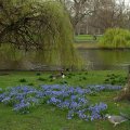 p1010101 St. James' Garden - (c) by Vero