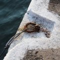 IMG_6298