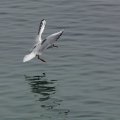 img_2485 Mwe im Landeanflug