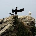 img_2516 Kormoran